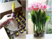 Nhà đẹp - Những loại cây cắm vào nước cũng sống, không cần chăm hoa vẫn tuôn như suối