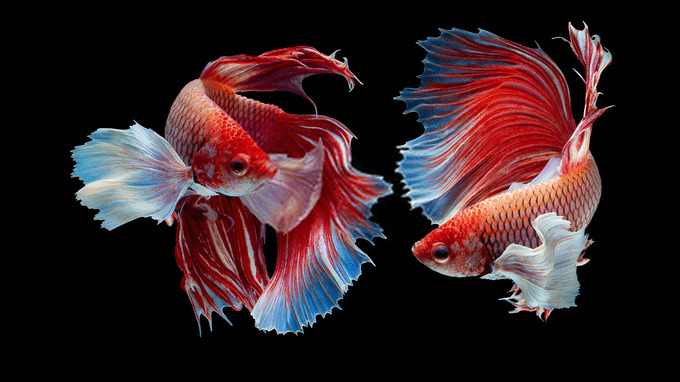 Dạo qua một vòng chợ online có thể thấy rất nhiều người rao bán loại cá này với giá dao động 20.000 đồng đến 70.000 đồng/con. Tuy nhiên, cũng có những con đặc biệt giá lên đến cả nghìn USD