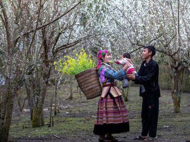 Tả Van Chư – Lặng người ngắm nhìn mùa hoa mận nở trắng một rẻo vùng cao