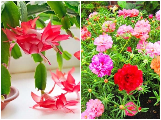 3 loại hoa mùa hè cắm cành vào chậu cũng sống, lười tưới nước một chút là nở đầy nhà
