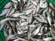 Tiêu dùng - Loại cá đặc sản xưa rẻ bèo, bán không ai mua, nay "đổi đời" 200.000đồng/kg dân thành phố thích mê