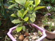 Nhà đẹp - 3 loại rác làm phân bón cây cảnh, giúp đất thoáng khí, thấm nước, cây tốt bời bời