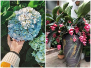 Nhà đẹp - Trồng cây cảnh: 5 vấn đề của "tay mơ", hiểu rõ trồng cây gì cũng tốt bời bời