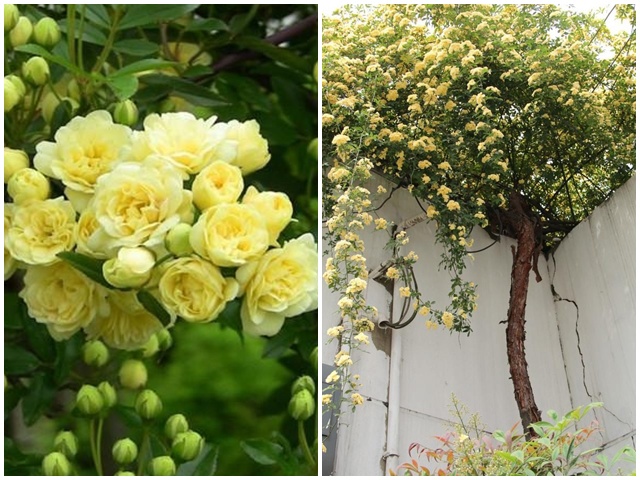 Loại hoa hồng này thích hợp trồng ban công nhất, một bông có thể tỏa hương khắp nhà