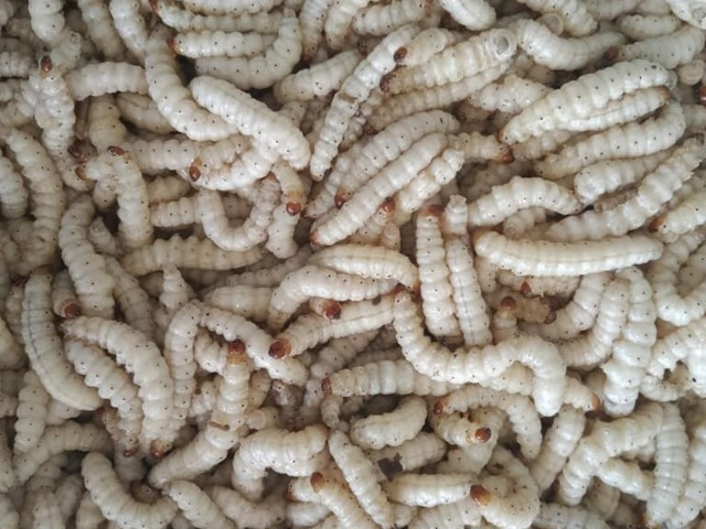 Khiếp vía đặc sản nổi tiếng Thanh Hóa, nhìn thì sợ nhưng ai ăn được sẽ mê tít, 600.000 đồng/kg