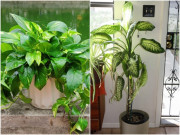 Nhà đẹp - Có một loại cây được gọi là cây cảnh "quốc dân", vứt chỗ nào cũng sống, giá rẻ như cho