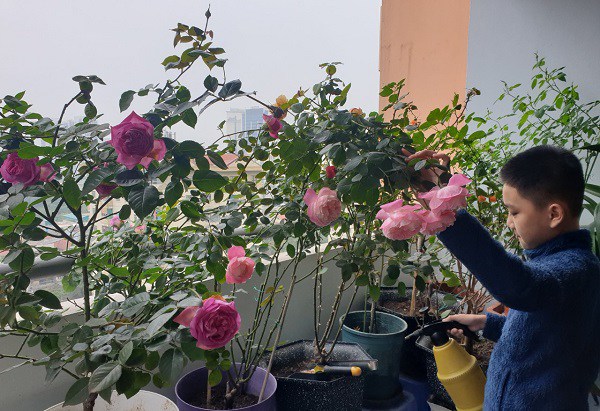 Hàng ngày con trai giúp chị Kiều Minh chăm sóc hoa, tìm niềm vui thư giãn trong không gian cách ly, vận động cũng giúp người bị COVID-19 xua tan cảm giác làm người bệnh.