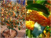 Nhà đẹp - Trồng cây cảnh này trong sân, cả nhà được ngát hương, còn hút may mắn, tài lộc