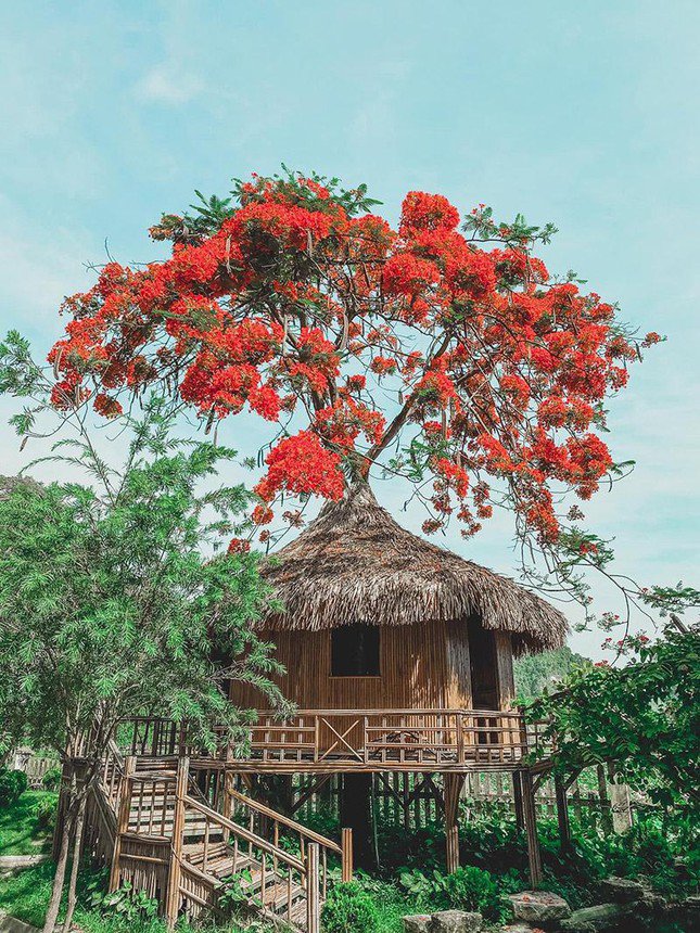 Điểm du lịch gần Hà Nội: Hang Múa (Ninh Bình) vẫn là nơi được yêu thích vào dịp đầu Xuân - 4