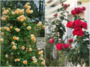 Nhà đẹp - 2 loại hoa hồng này là "vua hoa", khi nở biến tường thành biển hương, thơm nức