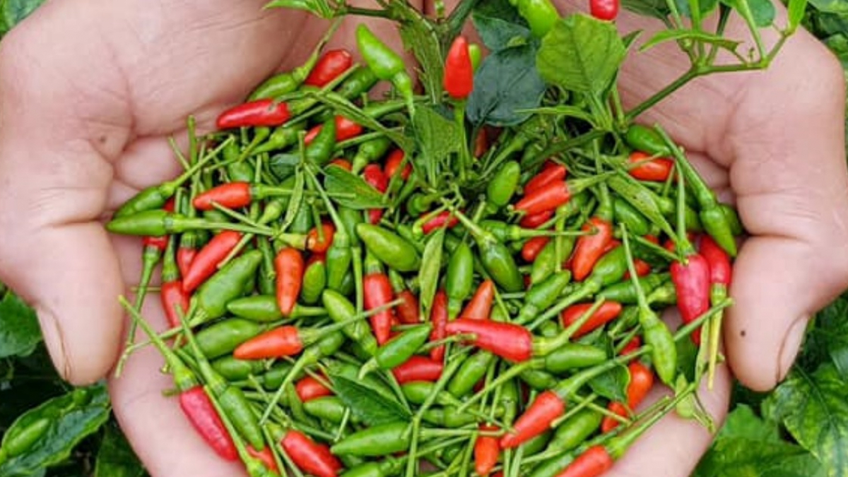 Trồng ớt đừng chỉ đổ nước lã, thêm một nắm này vào ớt sai trĩu và cay "xé  lưỡi”
