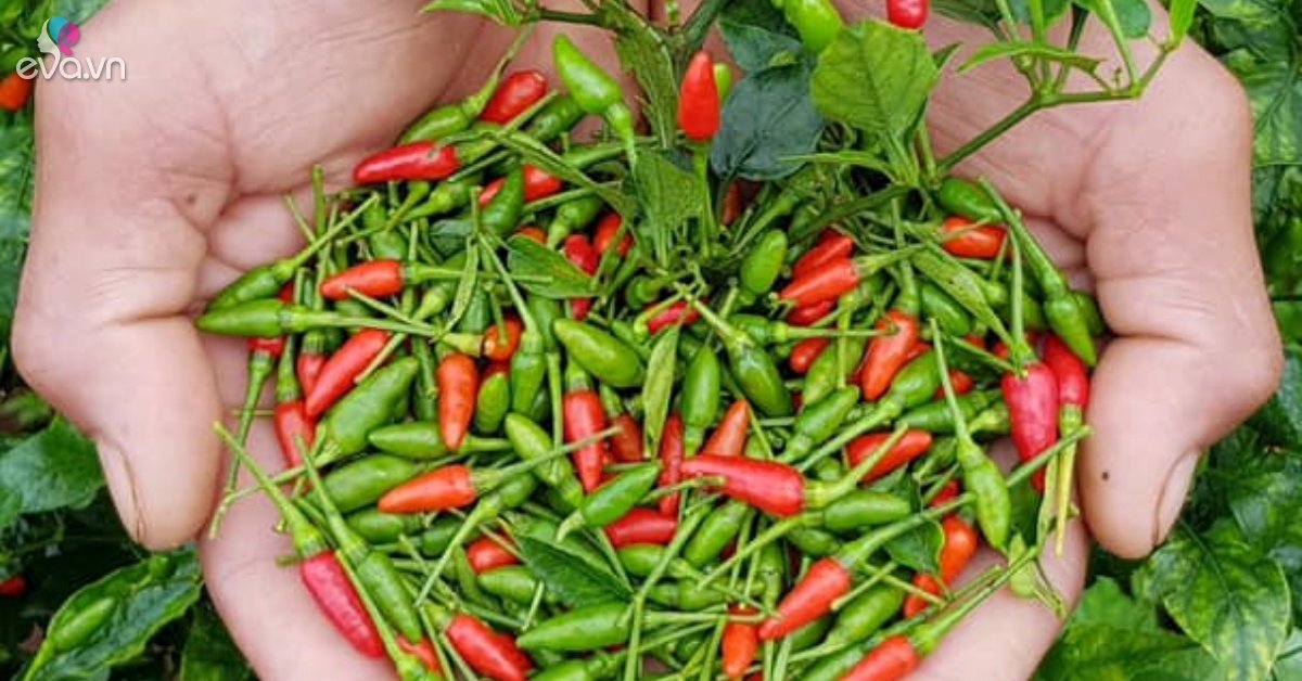 Growing chilies is not just pouring water, add a handful of this to hot and spicy chili “tearing the tongue”