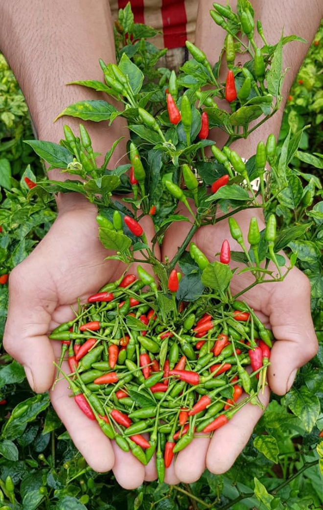 Growing peppers isn't just pouring cold water, add a handful of these to hot and spicy chilies 