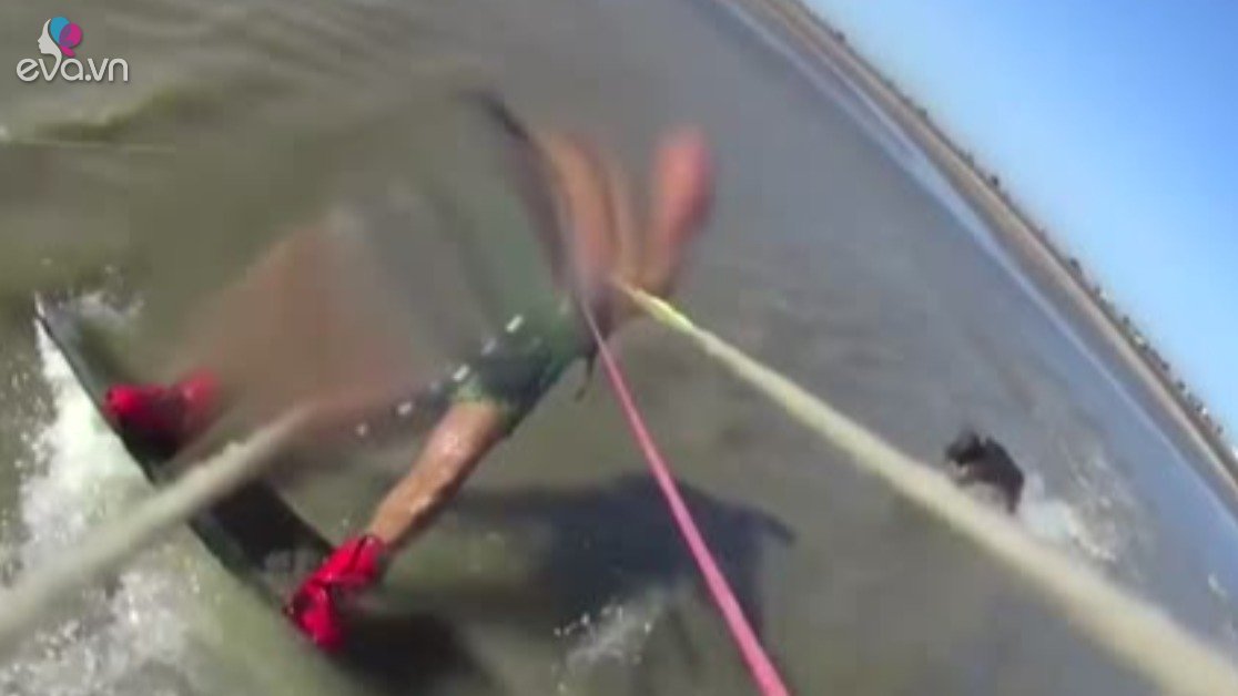 While surfing, the man was scared by a Pitbull