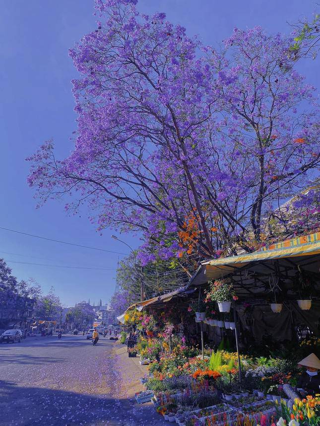 Gen Z arrives in Dalat in March: Purple phoenix flowers are so beautiful they want to sign amp;#34;et étamp;#34;!  - first