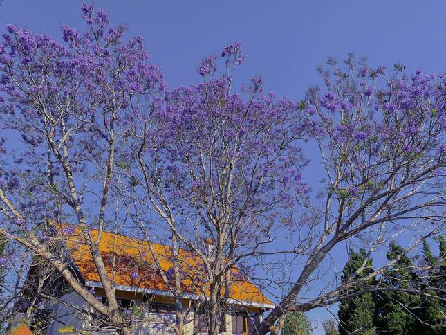 Gen Z arrives in Dalat in March: Purple phoenix flowers are so beautiful they want to sign amp;#34;et étamp;#34;!  - 5