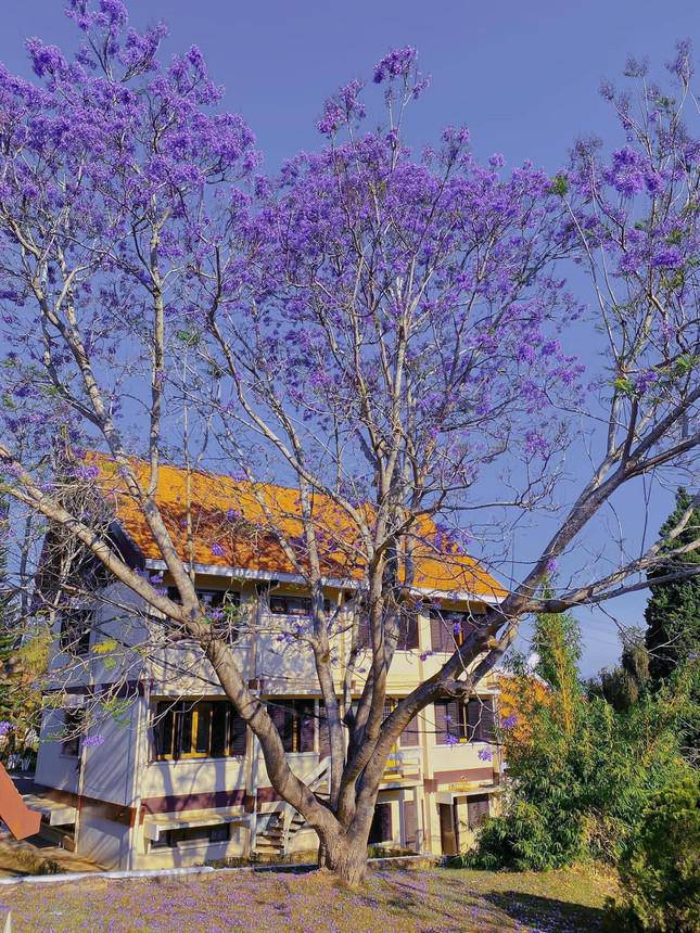 Gen Z arrives in Dalat in March: Purple phoenix flowers are so beautiful they want to sign amp;#34;et étamp;#34;!  - 3