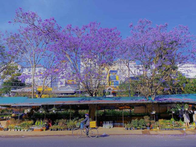 Gen Z arrives in Dalat in March: Purple phoenix flowers are so beautiful they want to sign amp;#34;et étamp;#34;!  - 4
