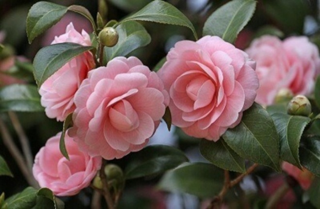 3 loại hoa có mùi thơm như nước hoa, chỉ cần nở một bông cũng đủ thơm cả nhà - 4