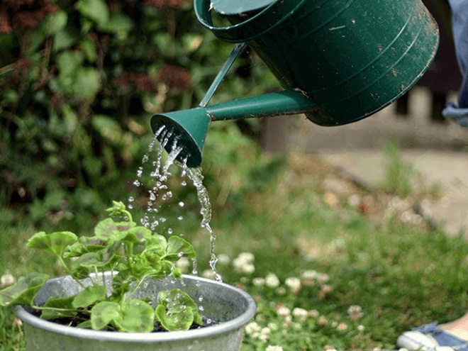 6 secrets when watering plants, doing 3/6 without fertilizing flowers keep flowing into the waterfall - 4