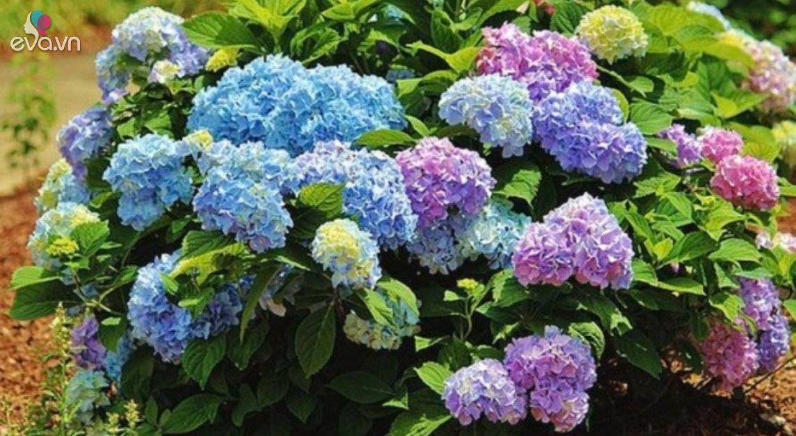Do these 4 things in March to make summer flowers bloom