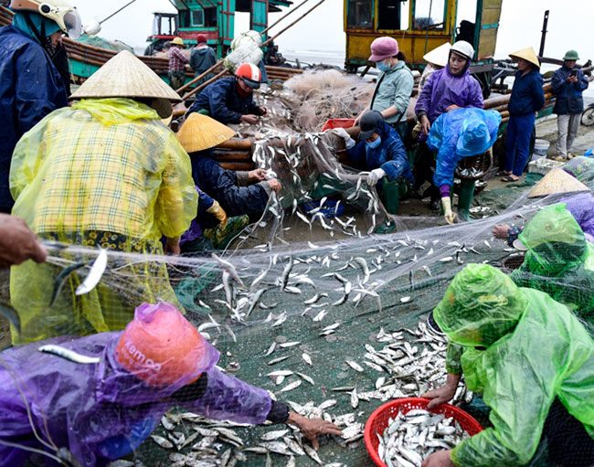 Types of fish "poor house"  No one ate it before, now it's a special 150,000 VND/kg, city people love it - 1