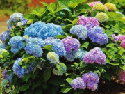 Nhà đẹp - Trồng cây cảnh cẩm tú cầu: Làm 4 việc này trong tháng 3 để mùa hè hoa nở rực rỡ