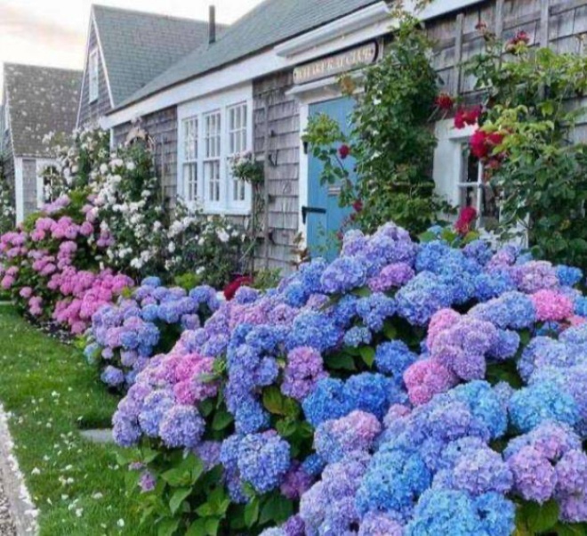 Planting hydrangeas: Do these 4 things in March for summer flowers to bloom brilliantly - 1