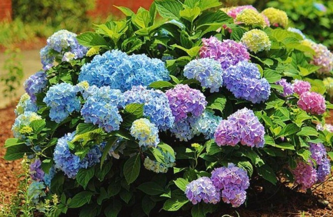 Planting hydrangeas: Do these 4 things in March for summer flowers to bloom brilliantly - 3