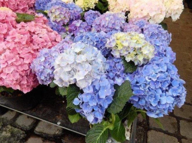 Planting hydrangeas: Do these 4 things in March for summer flowers to bloom brilliantly - 4