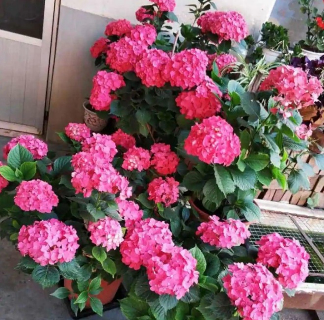 Planting hydrangeas: Do these 4 things in March for summer flowers to bloom brilliantly - 5