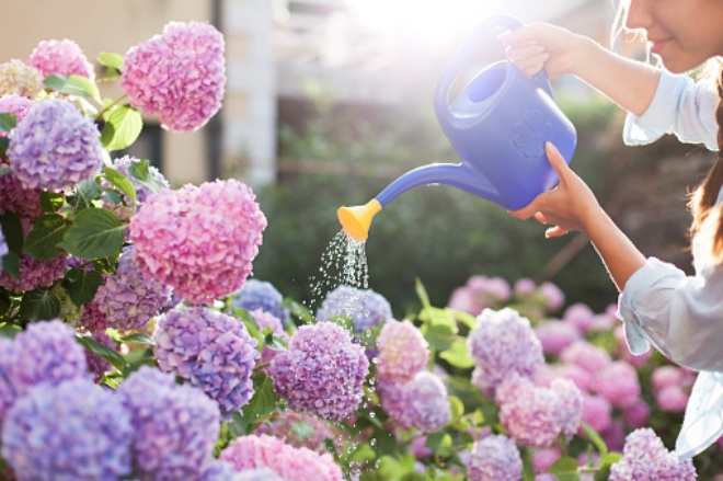 Planting hydrangeas: Do these 4 things in March for summer flowers to bloom brilliantly - 6