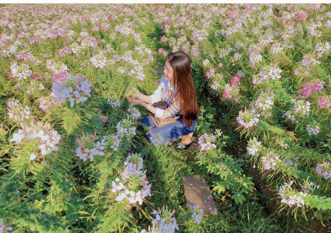 Young people flock to check in at the colorful flower fields in Bac Lieu - 6