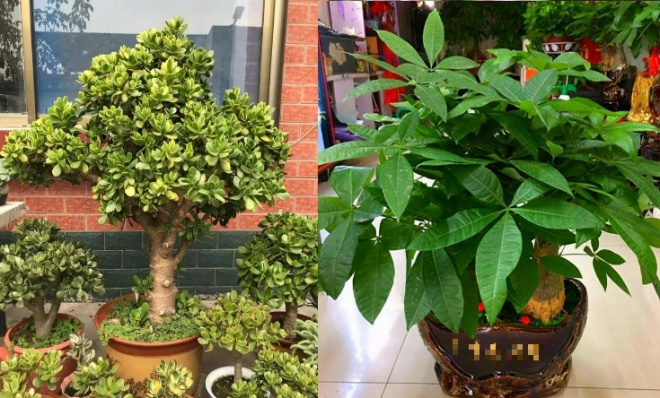 7 houseplants in happiness will not stand, no matter how tall they are, they just love amp;#34;houseamp;#34;  tight - 1