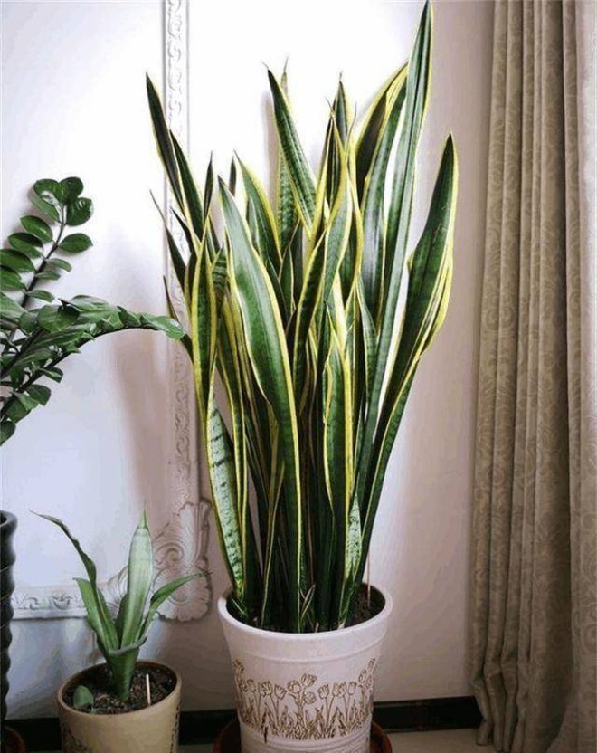 7 houseplants in happiness will not stand, no matter how tall they are, they just love amp;#34;houseamp;#34;  tight - 11