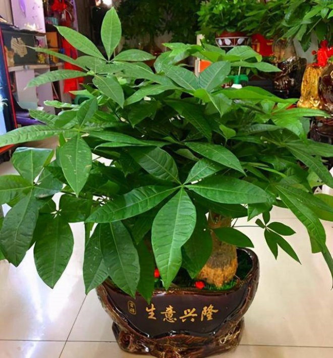 7 houseplants in happiness will not stand, no matter how tall they are, they just love amp;#34;houseamp;#34;  tight - 15