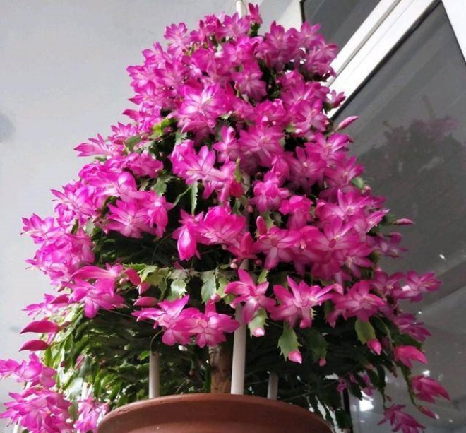 7 houseplants in happiness will not stand, no matter how tall they are, they just love amp;#34;houseamp;#34;  tight - 7