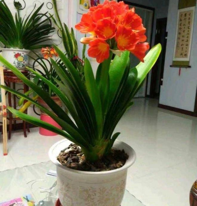 7 houseplants in happiness will not stand, no matter how tall they are, they just love amp;#34;houseamp;#34;  tight - 9