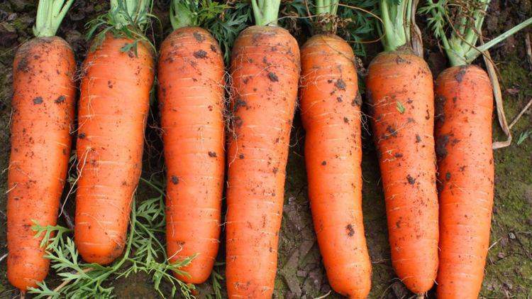 Buy carrots, is it better to choose a big head or a small one?  Remember these 5 tips and you'll be fine!  - first