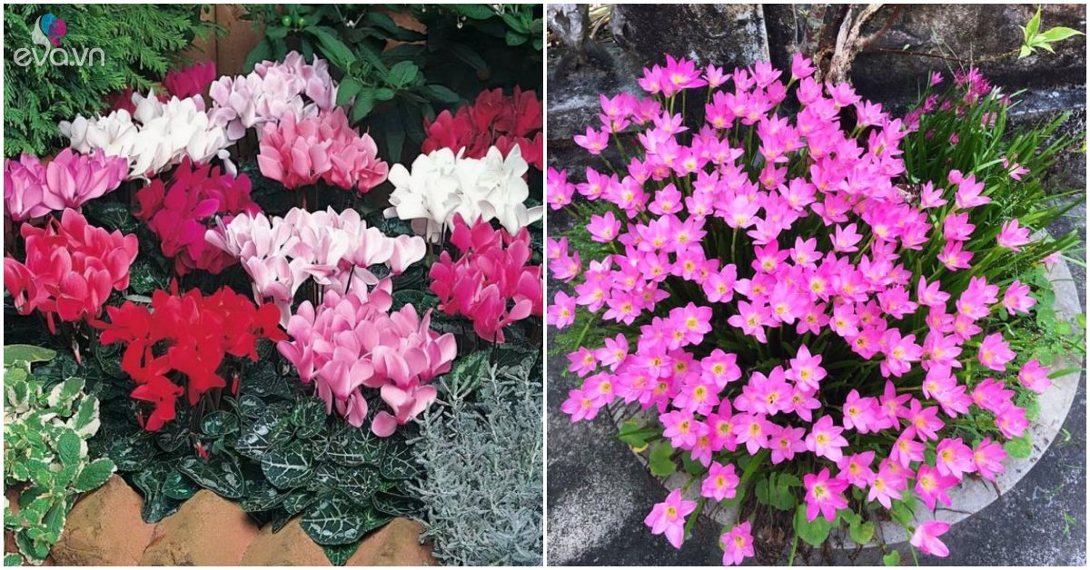 3 kinds of beautiful flowers with bulbs, reproduce very fast, raise flowers to play all year round