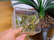 Nhà đẹp - Mùa xuân mua cây cảnh, 4 điều không được làm ngay khi đưa cây về nhà