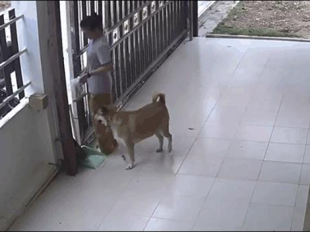 Clip Eva - Clip: Suýt bị rắn tấn công, người phụ nữ la hét rồi bỏ chạy thục mạng