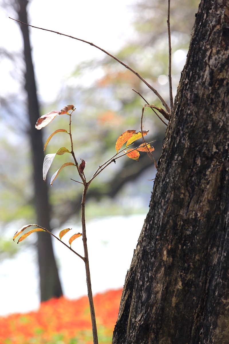 The heartbreaking beauty of Hanoi in the season when the trees change their leaves - 5