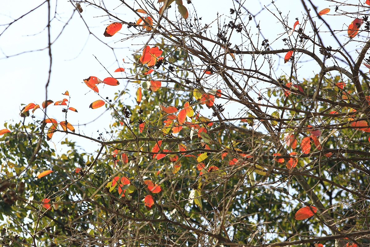 The heartbreaking beauty of Hanoi in the season when the trees change their leaves - 6