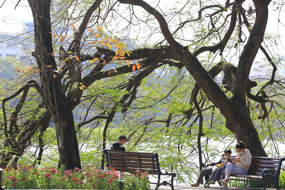 The heartbreaking beauty of Hanoi in the season when the trees change their leaves - 8