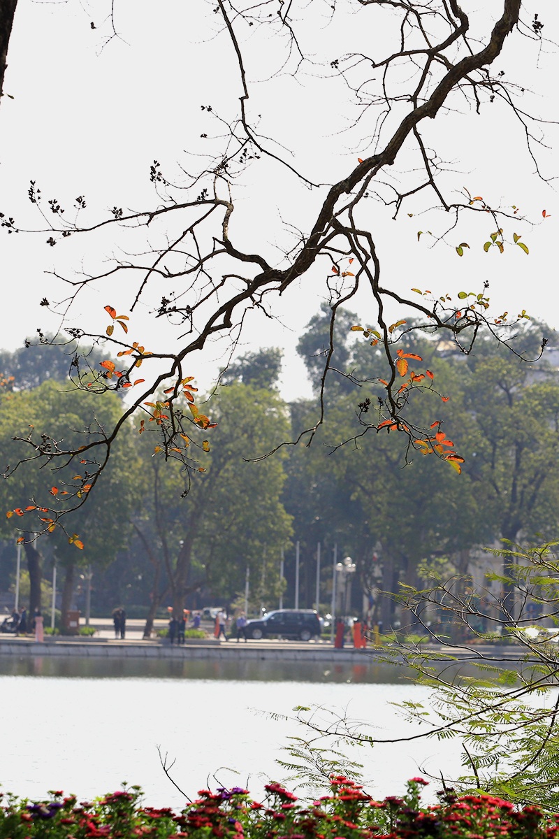 The heartbreaking beauty of Hanoi in the season when the trees change their leaves - 7