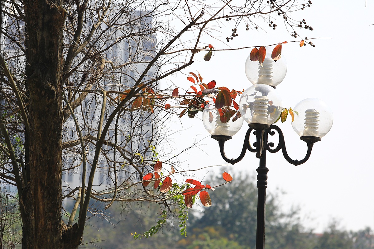 The heartbreaking beauty of Hanoi in the season when the trees change their leaves - 11