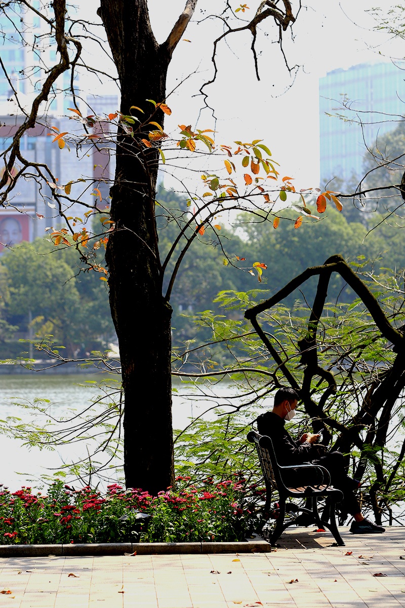 The heartbreaking beauty of Hanoi in the season when the trees change their leaves - 10