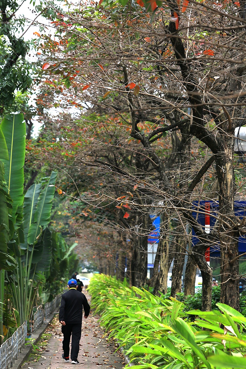 The heartbreaking beauty of Hanoi in the season when the trees change their leaves - 12