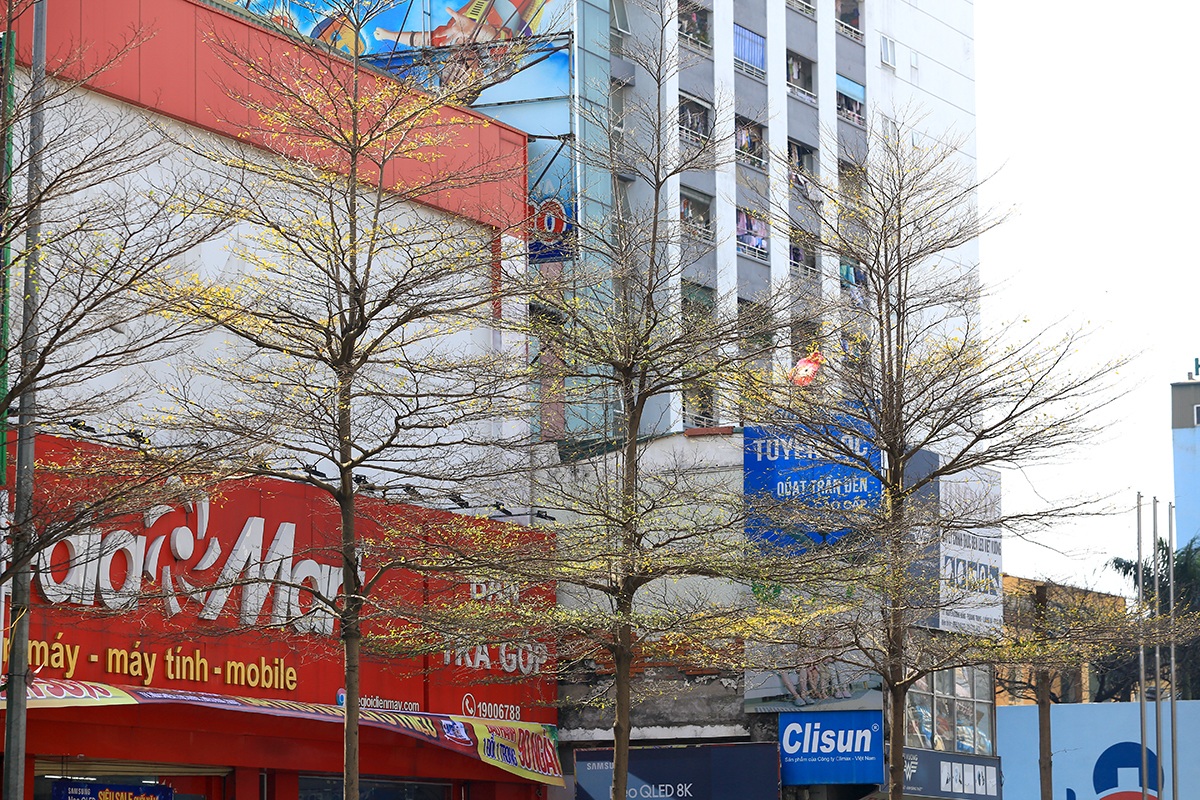 The heartbreaking beauty of Hanoi in the season when the trees change their leaves - 13